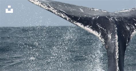 昼間の青空の下、青い海に浮かぶ黒と白のクジラの写真 Unsplashの無料グレー写真