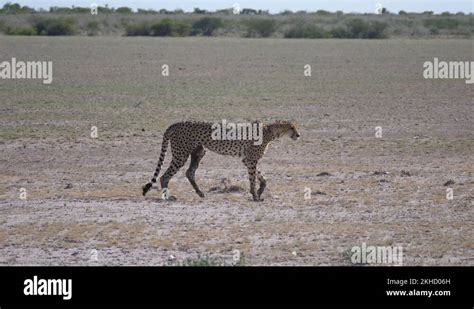 Cheetah savanna Stock Videos & Footage - HD and 4K Video Clips - Alamy