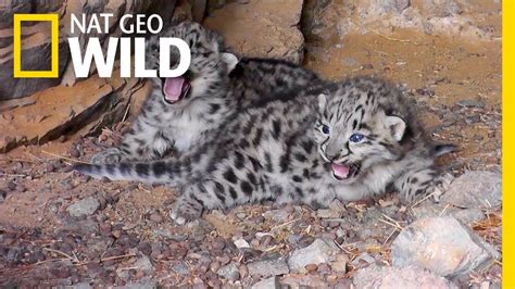 Snow Leopard Cubs With Mother