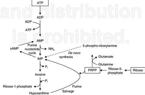 Major pathways for the degradation and synthesis of muscle adenine... | Download Scientific Diagram