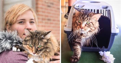 10 Vet-Approved Tips for Traveling With a Maine Coon Cat - MaineCoon.org