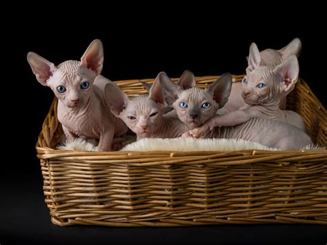 Sphynx Cat Breed Profile Characteristics And Care Bulb