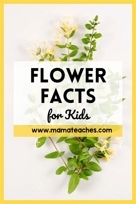 Flower Facts for Kids - Mama Teaches