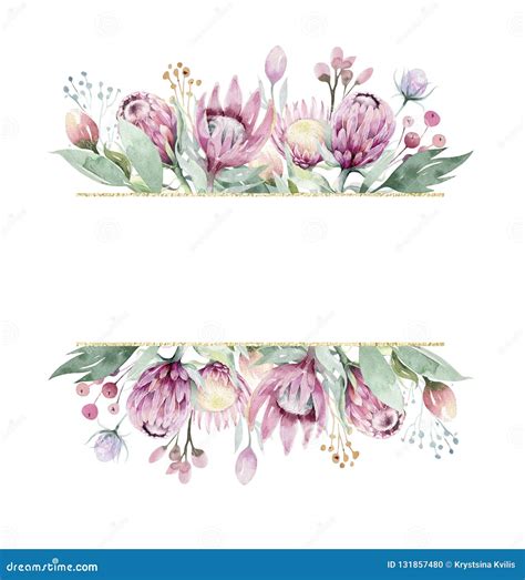 Hand Drawing Isolated Watercolor Floral Frame With Protea Rose Leaves