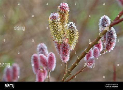 Flowering Catkins Of Salix Gracilistyla Mount Aso Also Known As