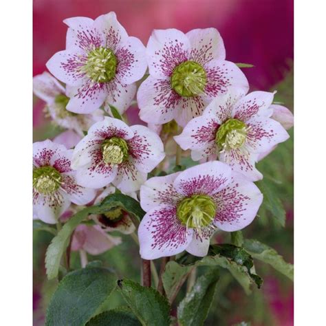 Helleborus Orientalis White Spotted Lady