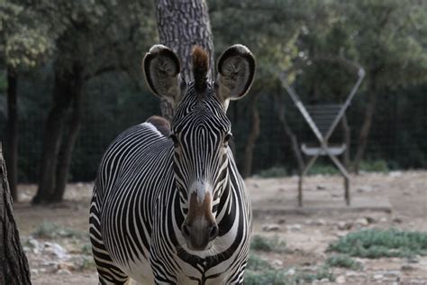 Photographies Des Animaux Du Zoo De Montpellier Open Data