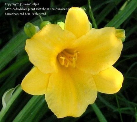 Plantfiles Pictures Daylily Stella De Oro Hemerocallis By Poppysue