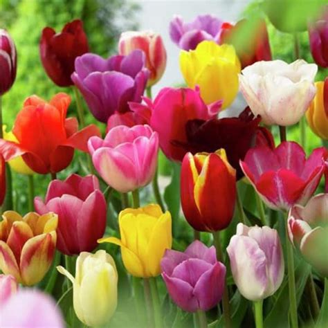 VAN ZYVERDEN Mixed Tulips Non Stop Mixed Colors Blend Bulbs 25 Pack