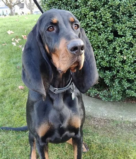 Pin By Becky Krichevsky On Black And Tan Coonhounds Black And Tan