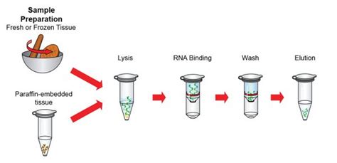 Total Rna Isolation Kit Tissue Genedirex Inc