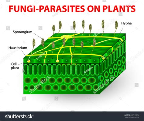 Smut Fungi: Over 17 Royalty-Free Licensable Stock Illustrations ...