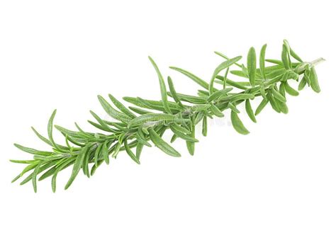 Twig Of Fresh Rosemary Isolated On White Background Organic Rosemary