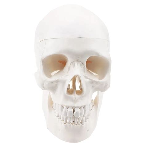 Human Head Model School Skeleton Teaching Medical Anatomical Plastic