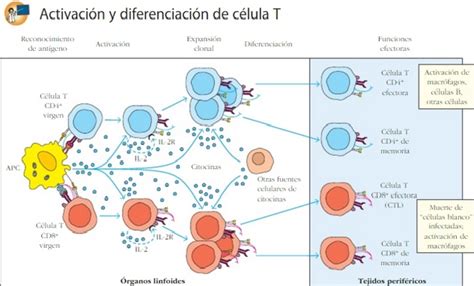 Inmunologer Linfocitos T Y Citocinas