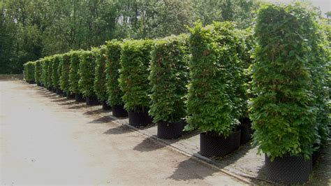 Ready To Plant Instant Beech Hedging — Hampshire Hedges