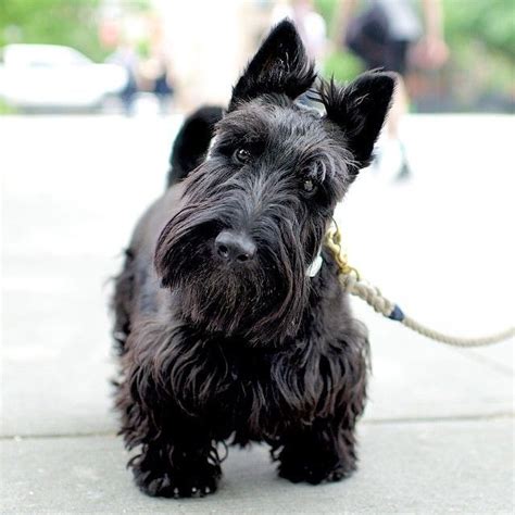 39 best Scottish terrier haircuts images on Pinterest | Scottie dogs, Scottish terriers and Westies