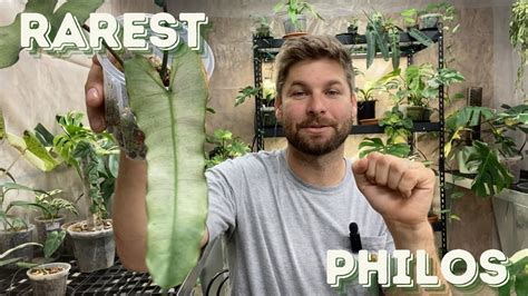 Rarest Philodendron In My Collection Youtube