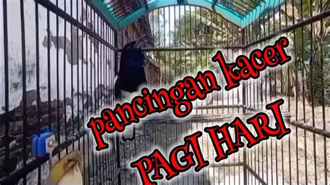 Kacer Ngeplong Santai Cocok Buat Pancingan Dipagihari Youtube