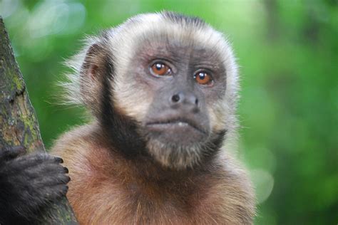 Capuchin Monkeys, Do These Primates Make Good Pets?