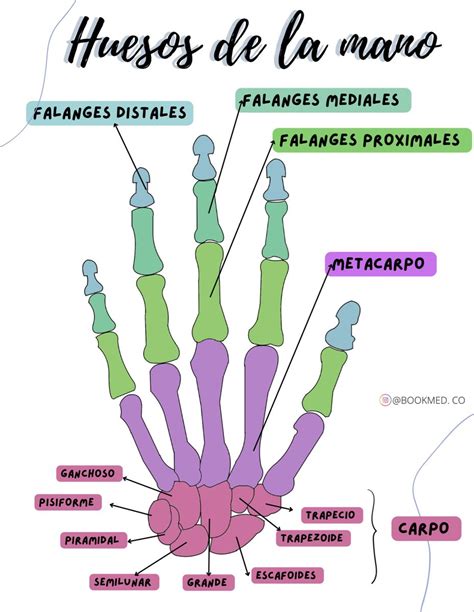 Huesos de la mano Hueso de la mano Anatomía Musculos de la mano