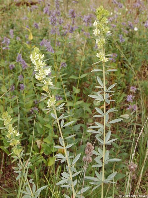 Lespedeza capitata (Round-headed Bush Clover): Minnesota Wildflowers