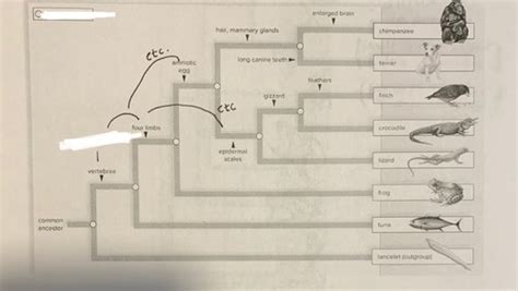 Bio 1000 Ch 19 Taxonomy Systematics And Phylogeny Flashcards Quizlet