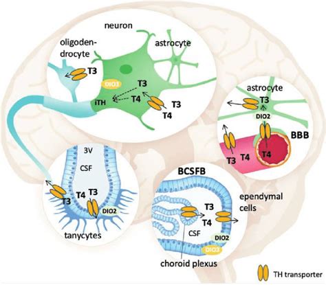 Transporters Allowing Thyroid Hormone Entry Into The Brain Adapted