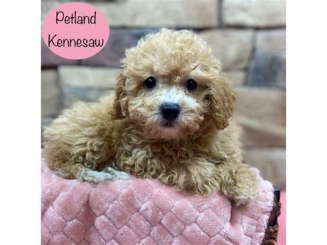 Maltipoo Small Animal Red Id29039 Located At Petland Kennesaw Georgia