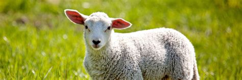 Sheep's wool as fertilizer? | COMPO