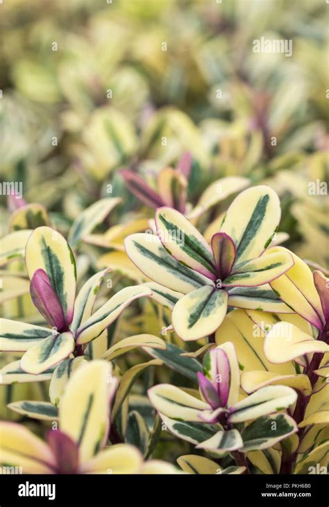 Hebe Franciscana Pianta Tricolore Immagini E Fotografie Stock Ad Alta