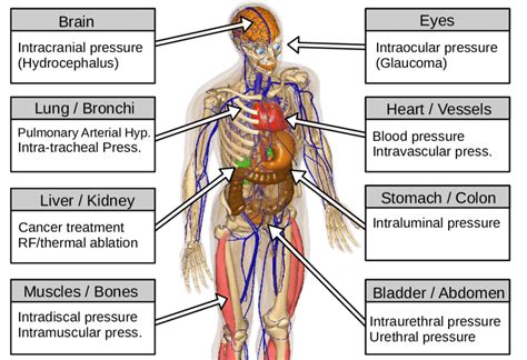 Body Parts Diagram - Body Parts Diagram Poster Royalty Free Vector ...