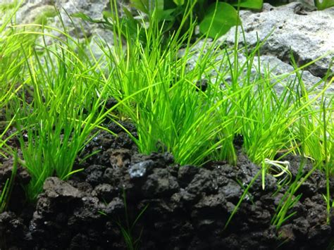 Dwarf Hairgrass Carpeting Aquarium Plant Windy City Aquariums