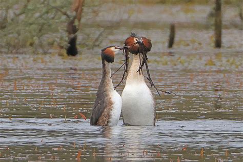 Wednesday Th August Cornwall Birds Cbwps