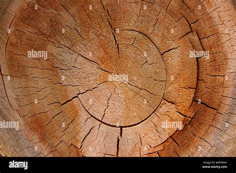 Growth Ring Circular Cross Section Of A Tree Stock Photo Alamy