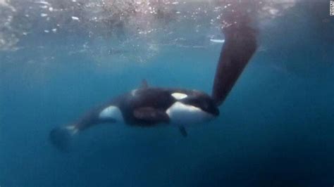 Underwater footage captured an orca making contact with a boat. See what happened — CNN : r ...