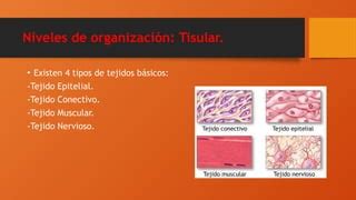 Nivel Tisular Clase Anatomia Y Fisiologia Ppt