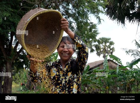 CAMBODIA Farmers in their rice field. Winnowing rice Stock Photo - Alamy