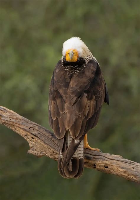 40 Winning Photos Of Bird Photographer Of The Year 2023