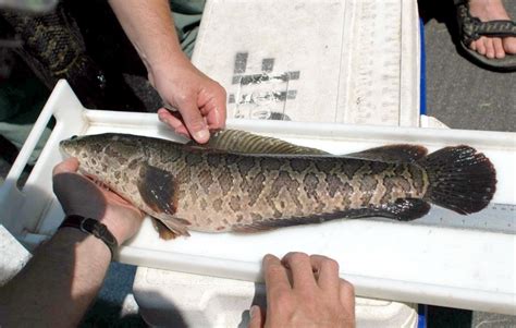 Snakehead Ocean Treasures Memorial Library