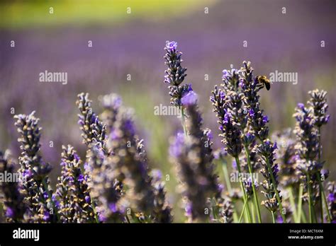 Lavender field in Aix en Provence, France Stock Photo - Alamy