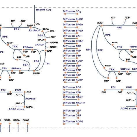 Graphical Representation Of The Model For Carbon Fixation In