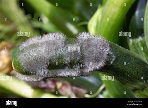 Courgette flower mould hi-res stock photography and images - Alamy