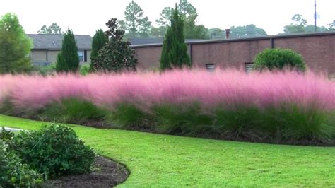 Pink Pampas Grass - Viewing Gallery