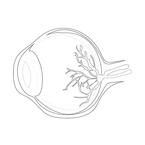 Human Eyeball Anatomy | Coloring Pages Mimi Panda