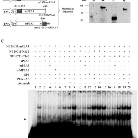 The Muc Smc Promoter Is Selectively Activated By Pea G Of Wt Pea