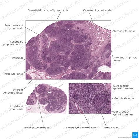 Lymph Nodes Histology Kenhub