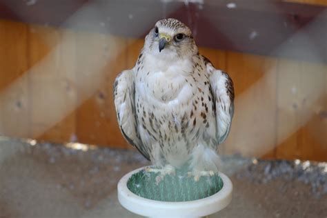 Saker Falcon - ZooChat