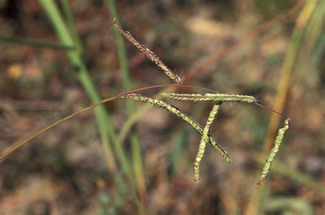 Paspalum Dilatatum Poir