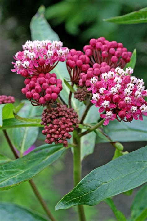 herbaceous downside nurseries